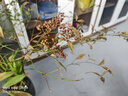 臨雅水培植物九里香盆栽桌面驅(qū)蚊綠植室內(nèi)茉莉鮮花水養(yǎng)花卉懶人四季開(kāi) 【A級(jí)大冠幅】南天竹60-80cm【買(mǎi)一送一】 曬單實(shí)拍圖