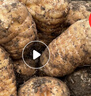 昭通天麻;ZHAOTONG RHIZOMA GASTRODIAE天麻 云南昭通新鮮天麻 小草壩深山老林烏天麻 滋補(bǔ)食材 非 黃金 中果（6-8個(gè)每斤） 1斤試吃 曬單實(shí)拍圖
