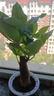 綠有意綠植盆栽桌面水培綠植辦公室植物懶人好養(yǎng)盆景水養(yǎng)植物 發(fā)財(cái)樹(shù)（灰色南瓜自動(dòng)吸水盆） 含盆 曬單實(shí)拍圖