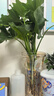 行湘水培綠植盆栽桌面植物春羽3株30-35cm+18透明折紙玻璃瓶 源頭直發(fā) 曬單實(shí)拍圖