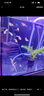 亞峰超白魚(yú)缸小型客廳小魚(yú)缸生態(tài)玻璃缸斗魚(yú)金魚(yú)缸家專(zhuān)用桌面造景全套 15CM缸+防跳缸蓋+過(guò)濾器+燈（送大禮包） 曬單實(shí)拍圖