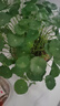 銅錢草水培植物室內(nèi)辦公室桌面盆栽花卉四季常青綠植凈化空氣懶人 銅錢草帶葉子特惠款51-70根+營養(yǎng)液【1份】 不含盆 曬單實拍圖