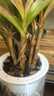 水培金邊蘭花苗金枝玉葉 室內(nèi)辦公室小盆栽綠植花卉好養(yǎng)四季蘭花 七彩石斛蘭12苗 帶葉藝 送懶人盆 曬單實拍圖