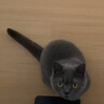 喵潔客（CAT MAGIC）貓砂美國(guó)原裝進(jìn)口礦砂鈉基礦石除臭低塵膨潤(rùn)土貓砂25磅22斤紫標(biāo) 曬單實(shí)拍圖