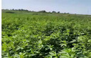 紫花苜蓿草種籽多年生牧草種子四季養(yǎng)殖喂羊牛雞鴨鵝草魚牧草種籽 進(jìn)口【特高產(chǎn)型】紫花苜蓿凈種子【5斤裝】-種一畝地 曬單實(shí)拍圖
