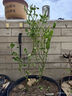 行湘爬藤月季花苗綠植盆栽爬墻花卉 安吉拉50-70cm（1棵）源頭直發(fā) 曬單實拍圖