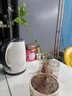茉莉花盆栽帶花苞茉莉重瓣濃香型茉莉花客廳陽臺(tái)四季開花花卉綠植 茉莉花+1顆 曬單實(shí)拍圖