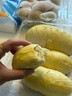佳沛（zespri）新西蘭 陽光金奇異果12粒禮盒特大果單果約122-146g 獼猴桃 水果 曬單實拍圖
