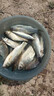 福王加長(zhǎng)60cm去殼孔雀羽浮漂長(zhǎng)身底釣輕口鯽魚鯉魚漂高靈敏羅非漂魚漂 60cm黑坑KTV-66（吃鉛1.4-3.5g） 2號(hào)1支 曬單實(shí)拍圖