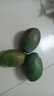 庾豐 海南應(yīng)季新鮮芒果 整箱當季現(xiàn)摘孕婦熱帶水果大青 皮芒果 5斤裝（凈果4.5斤）大果 曬單實拍圖