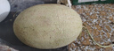 京鮮生 哈密瓜西州蜜25號 凈重7-8斤2-4粒裝 源頭直發(fā)包郵 曬單實(shí)拍圖