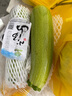 小湯山 西葫蘆 約300g 新鮮蔬菜基地種植當(dāng)天采摘 曬單實(shí)拍圖