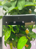 摩托羅拉 聯(lián)想moto edge 60 Pro 索尼5000萬(wàn)影像系統(tǒng) 6000mAh電池 懸浮四曲機(jī)身 5GAI手機(jī) 12GB+256GB 謎香甘草 官方標(biāo)配 曬單實(shí)拍圖