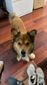 豆柴（docile）凍干四拼狗糧無谷凍干糧全階段天然糧幼犬成犬糧 凍干果蔬四拼狗糧10kg 曬單實拍圖
