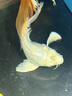 純種臺灣蝴蝶鯉魚好養(yǎng)耐活淡水冷水觀賞魚金魚錦鯉大尾大鰭活體 臺灣球體白18--20厘米1條 曬單實(shí)拍圖