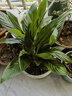 白掌盆栽綠植花卉室內(nèi)客廳好養(yǎng)一帆風(fēng)順?biāo)募鹃_花凈化空氣觀賞盆景美觀 精品白掌1株（原盆）+營養(yǎng)液 含盆 曬單實拍圖
