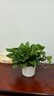 雙盟綠蘿盆栽除甲醛花卉綠植辦公室新房凈化空氣180白豎紋4盆源頭直發(fā) 曬單實拍圖