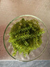 【海葡萄藍盒裝300g】鹽漬海藻海帶裙帶菜兒童零食爆珠脆爽解壓 一盒【送芥末醬油】 每盒三袋每袋100g固形物35% 曬單實(shí)拍圖