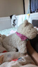 babycare電動(dòng)毛絨玩具娃娃玩偶生日禮物西高地【帽子和三角巾】 曬單實(shí)拍圖