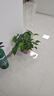 文竹盆栽植物室內(nèi)辦公室綠植花卉盆栽盆景四季常青小盆栽 精品文竹高度40厘米左右?guī)Ъ觼雠?曬單實拍圖