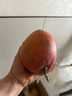 【商超品質(zhì)】新鮮澳芒蘋果芒正宗新鮮現(xiàn)摘現(xiàn)發(fā)當(dāng)季水果整箱批發(fā) 5斤 精選裝【大果300g+】 曬單實(shí)拍圖