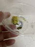 REPTIZOO角蛙糧飼料專用糧小丑蛙食物營(yíng)養(yǎng)樹蛙高蛋白 角蛙專用糧【50g 1包】 曬單實(shí)拍圖