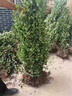 冬青樹(shù)苗法國北海道黃楊四季常青直立籬笆墻庭院圍墻植物耐寒綠籬 冬青樹(shù)苗【60-70cm高】50棵 曬單實(shí)拍圖
