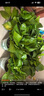 雙盟綠蘿盆栽除甲醛花卉綠植辦公室新房凈化空氣180加侖4盆裝源頭直發(fā) 曬單實拍圖