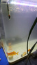 森森（SUNSUN）硝化細(xì)菌水族魚缸消化細(xì)菌水族箱養(yǎng)魚用品 1000ml凈水寶(藍(lán)瓶裝) 曬單實拍圖