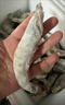 尚致厄瓜多爾白蝦大蝦鮮活鹽凍海蝦對(duì)蝦超大基圍蝦生鮮蝦 【20-30大蝦】 3斤(凈重)  18-21cm 1盒 曬單實(shí)拍圖
