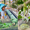 lemonkid兒童防曬帽帶風(fēng)扇男女童遮陽帽防紫外線寶寶不悶熱太陽帽 曬單實(shí)拍圖