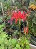 彼岸花種球曼珠沙華紅花換錦石蒜種球陽(yáng)臺盆栽濃香四季播種花種籽 彼岸花種球（紅色） 5個(gè)球直接1-2cm（試種） 曬單實(shí)拍圖
