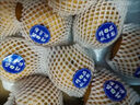 正宗山東秋月梨新鮮梨子10斤當(dāng)季現(xiàn)摘萊陽(yáng)冰糖梨雪梨蜜梨水果包郵 5斤 曬單實(shí)拍圖