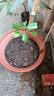 瑯闕黑刺榴蓮樹(shù)苗廣西南方種植果樹(shù)苗嫁接苗盆栽地栽1-1.5cm源頭直發(fā) 曬單實(shí)拍圖