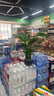 天堂鳥招財大氣大型綠植盆栽客廳耐旱好養(yǎng)護懶人綠植室內(nèi)凈化空氣 天堂鳥40-50cm【3顆】+原盆原土 曬單實拍圖