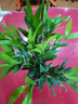 竹柏驅(qū)蚊竹水培植物室內(nèi)客廳水養(yǎng)綠植花卉盆栽水培驅(qū)蚊竹四季好養(yǎng) 【爆款】驅(qū)蚊竹柏10顆（藍(lán)紫鉆石瓶）+營(yíng)養(yǎng)液 曬單實(shí)拍圖