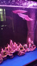 樂(lè )淘逸寵銀龍魚(yú)活體大中型熱帶觀(guān)賞魚(yú)魚(yú)缸寵物淡水風(fēng)水魚(yú)發(fā)財魚(yú)金龍魚(yú) 20-22cm銀龍1條 曬單實(shí)拍圖