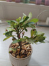 【帶盆種植好】虎刺梅盆栽花卉海棠花鐵海棠四季開花植物室內(nèi)外種 虎刺梅1盆+北歐陶瓷盆+托盤 曬單實(shí)拍圖