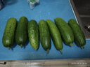 京鮮生 山東童年旱黃瓜 3斤 單果100g+ 水果小青瓜 時令輕食 源頭直發(fā) 曬單實(shí)拍圖