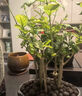 開時果 茉莉花盆栽濃香型 桌面綠植物陽臺花卉樹苗盆景擺件源頭直發(fā)包郵 精品茉莉花5-10株【加侖盆】 曬單實拍圖