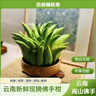 佰香櫞云南新鮮佛手果柑佛手水培觀賞清供把玩聞香食用現(xiàn)貨速發(fā) 優(yōu)選/1斤 曬單實拍圖