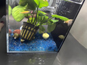 共度（Gong Du）魚缸底砂造景底沙裝飾擺件沙子雨花石五彩石草缸石頭子鋪底布景 冰海藍(lán)玻璃砂800g 曬單實(shí)拍圖