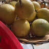 京鮮生欽蜜9號(hào)黃金百香果 3斤凈重90g+/9-15個(gè)  生鮮水果 源頭直發(fā) 曬單實(shí)拍圖