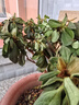四季開花 西洋杜鵑花苗盆栽室內(nèi)庭院植物紫杜娟花樹映山紅帶花苞 紅杜鵑8年苗（帶花苞） 不帶盆 曬單實(shí)拍圖