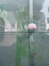 凌防（LFang）KR-P6 紅外報(bào)警器防盜報(bào)警器店鋪家用人體感應(yīng)無線紅外安防警報(bào)器 曬單實(shí)拍圖