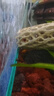 黃金大胡子魚大帆紅藍眼胡子24K胡子除藻工具魚清潔魚 黃金胡子3-4cm4條+1條備損 曬單實拍圖