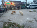 狗狗玩具球邊牧柯基金毛逗狗遛狗訓(xùn)犬專用耐咬磨牙小狗寵物狗網(wǎng)球 寵物狗網(wǎng)球-黃色-2個 曬單實拍圖