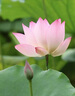 佳能（Canon） RF全畫幅/半畫幅微單鏡頭R52 R8 R50 R7 R10 R5 R62 R系列鏡頭 RF70-200 F2.8 L IS USM 曬單實拍圖