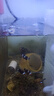 SQG魚缸水泵超靜音養(yǎng)魚池循環(huán)抽水泵迷你小型潛水泵換水泵可調(diào)節(jié)15W 曬單實拍圖
