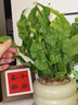 雅花匠鳥巢蕨客廳綠植室內(nèi)盆栽植物家里門口衛(wèi)生間臥室工位好養(yǎng)活高級感 火焰鳥巢蕨【抹茶甜甜圈】 帶盆栽好 曬單實拍圖